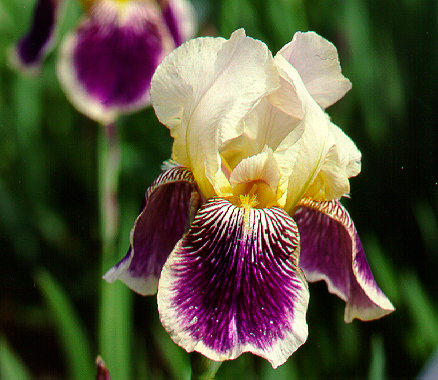 Ирис германский 'Салоник' (бородатый)