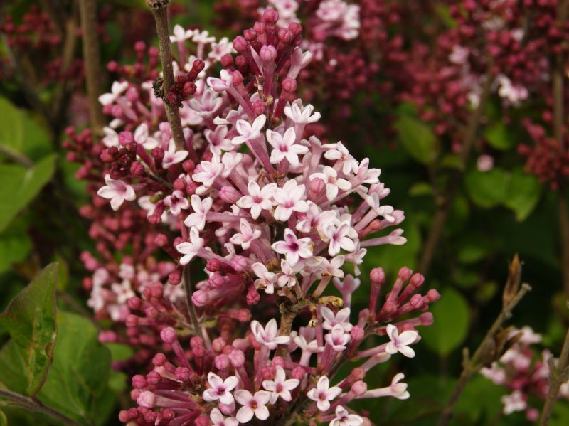 Сирень повторноцветущая 'Джози' (розово - лавандовая)