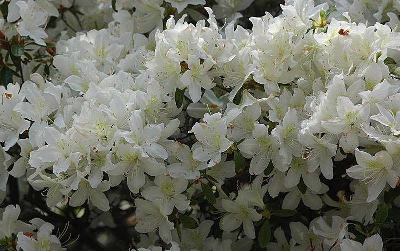 Рододендрон японский (азалия) 'Палестрина' (белый)