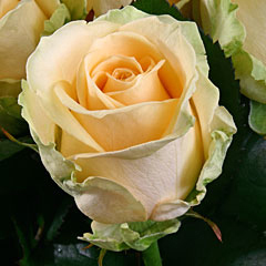 Роза 'Пич Аваланж' (чайно-гибридная) (кремово - желтая)