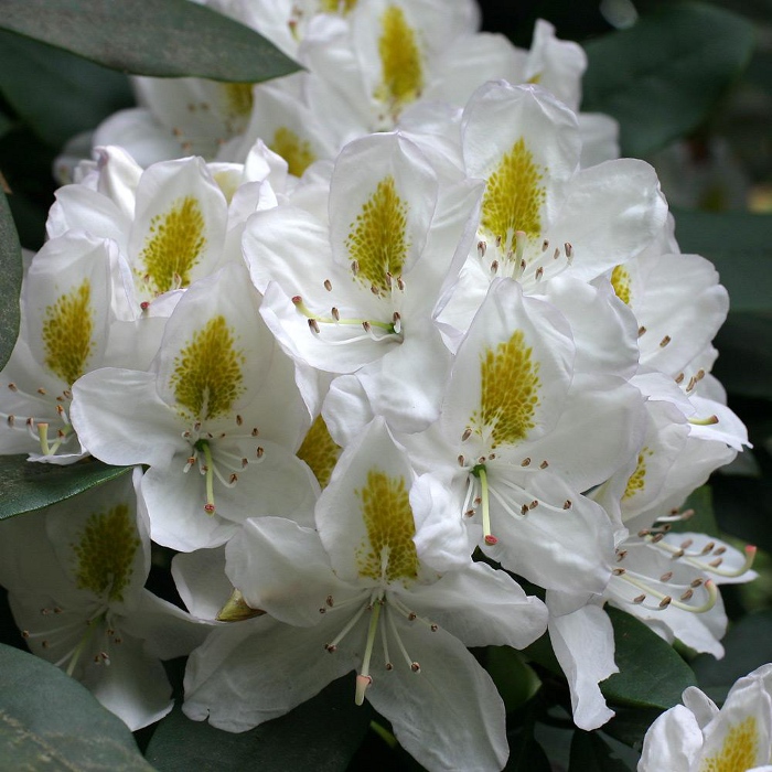 Рододендрон гибридный 'Мадам Массон' (белый)