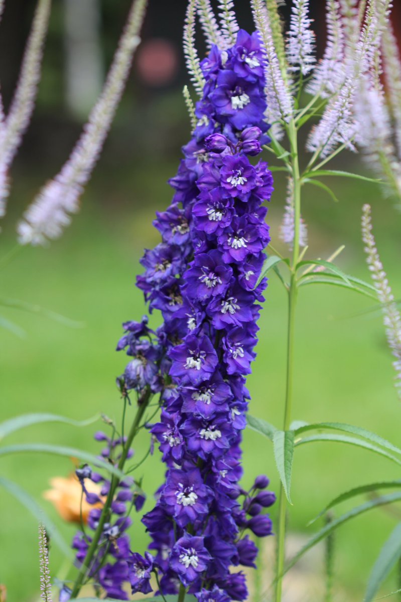 Дельфиниум (живокость) 'Пацифик Джиант'