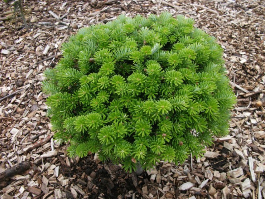 Пихта корейская 'Бриллиант'