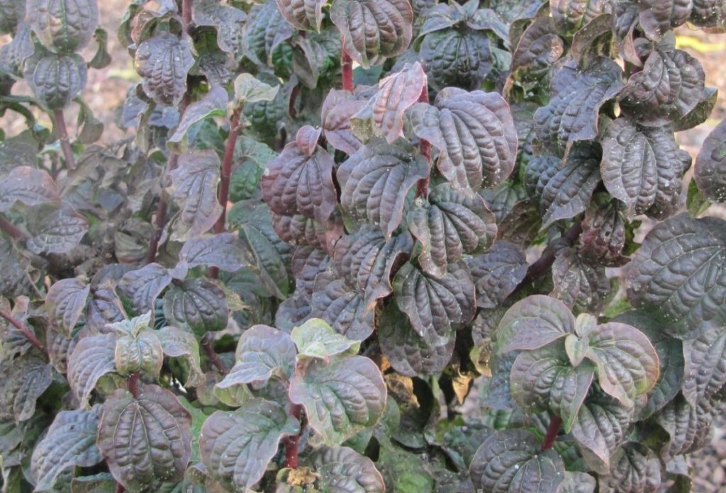 Дерен кроваво-красный 'Компресса'