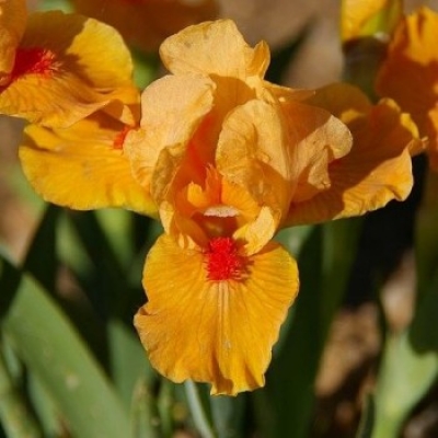 Ирис карликовый (гибридный) 'Оранж Капер'