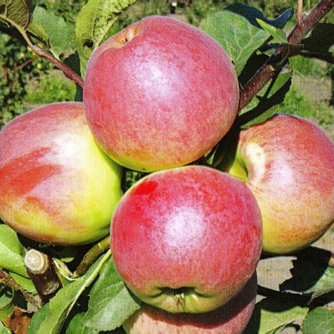 Яблоня домашняя 'Флагман'