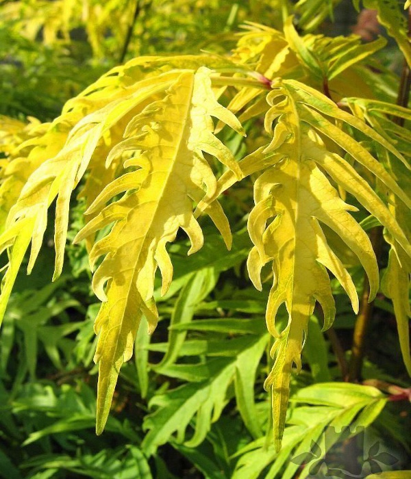 Бузина красная 'Сазерленд Голд'