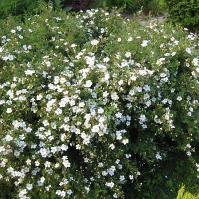 Лапчатка кустарниковая белая