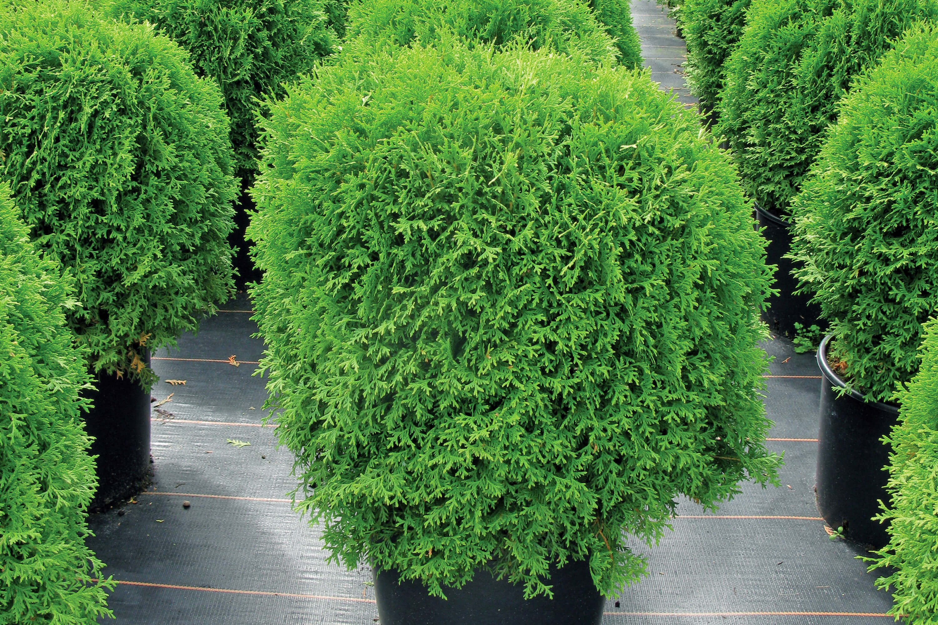 Туя западная 'Саласпилс'