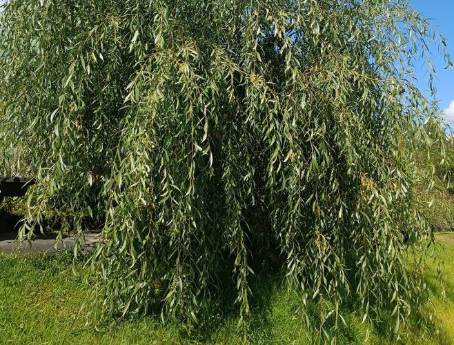 Ива гибридная 'Стрела Купидона'