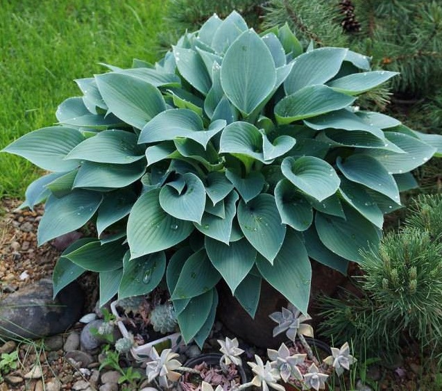 Хоста гибридная (вздутая, волнистая) 'Халцион'