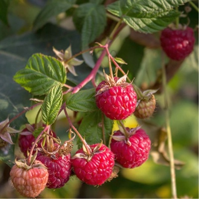 Малина 'Зоренька Алтая'