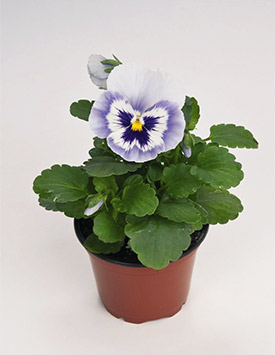 Виола Виттрока 'Инспайр Блу Ангел' (голубая с глазком)