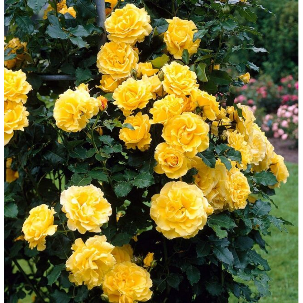 Роза 'Голден Шауэрс' (плетистая) (золотисто-желтая) 