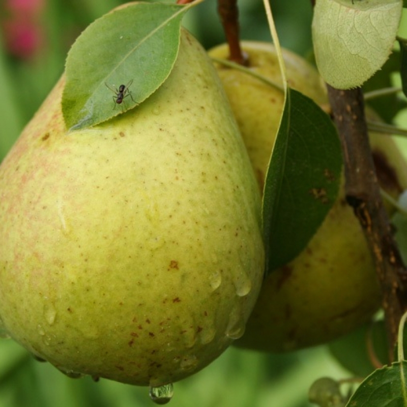 Груша 'Аннушка'