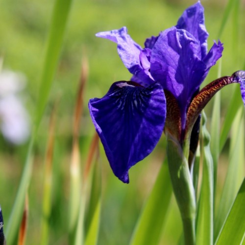Ирис сибирский 'Кембридж'