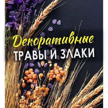 Новости Декоративные травы и злаки!