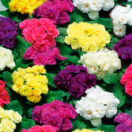 Примула обыкновенная 'Палома' (микс)