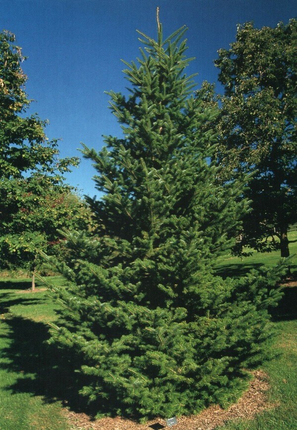 Пихта равночешуйчатая