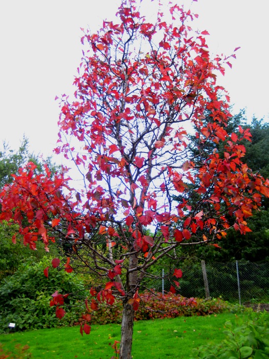 Боярышник Максимовича