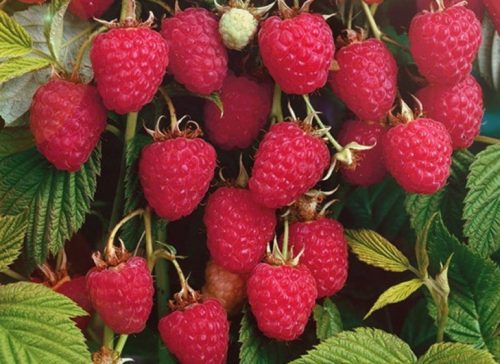 Малина 'Колокольчик'