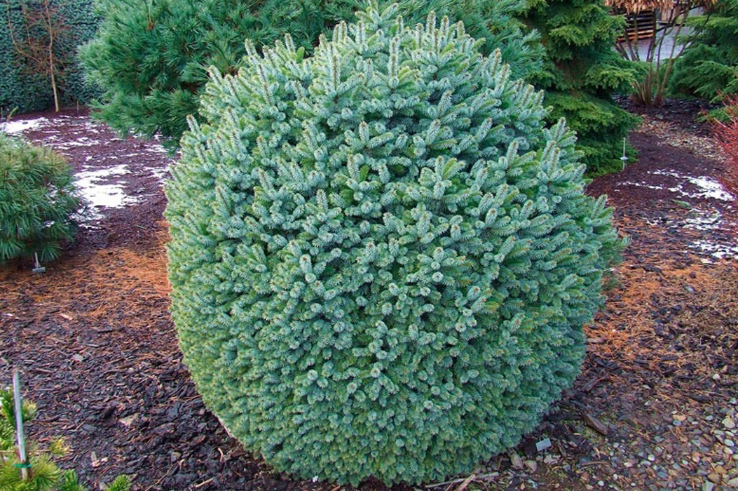 Ель ситхинская 'Тенас'