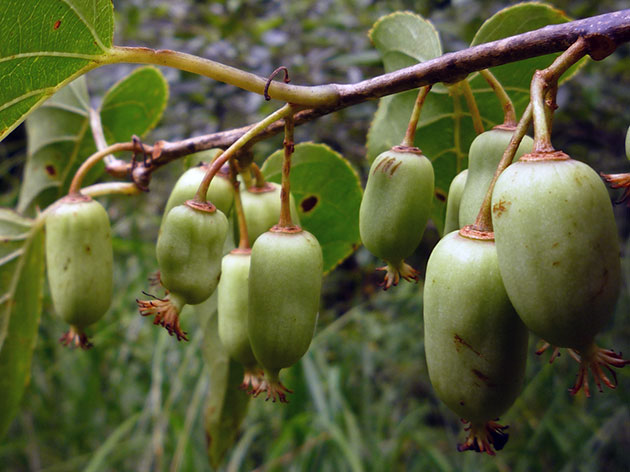 Актинидия Коломикта 'Медок'