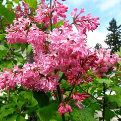 Сирень Престон 'Мисс Канада' (розовая)