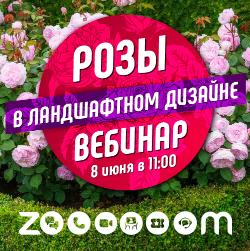 Новости Розы в ландшафтном дизайне
