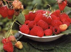 Малина 'Вольница'