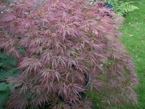 Клен дланевидный 'Орнатум'