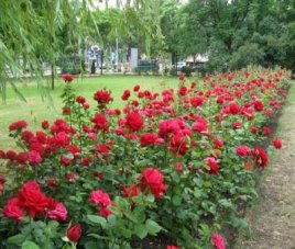 Полезные советы Как правильно сажать розы - правила