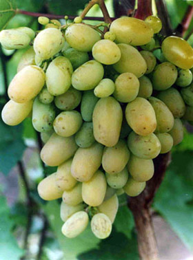 Виноград 'Бежевый'