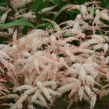 Волжанка 'Вальдемар Майер'