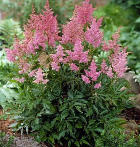 Астильба Арендса 'Никки' (розовая)