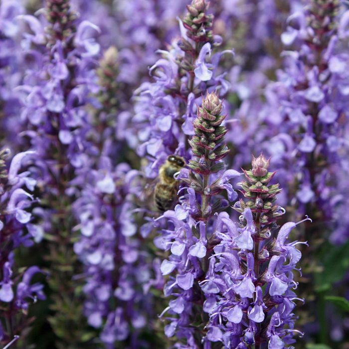 Сальвия дубравная (Шалфей) 'Блаухугель'