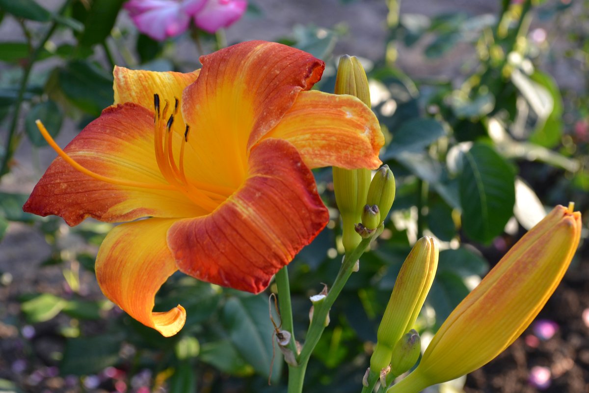 Лилейник гибридный 'Морнинг Сан'