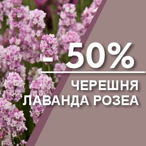 Скидка 50% на саженцы черешни и лаванды Розеа! 