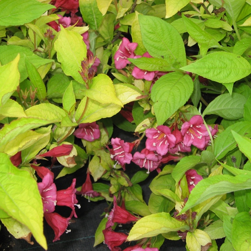 Вейгела цветущая 'Ауреа'