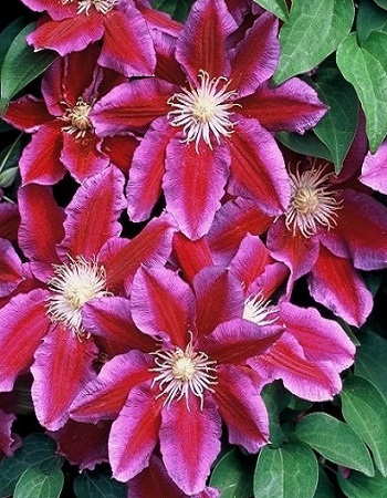 Клематис крупноцветковый 'Ханиа'