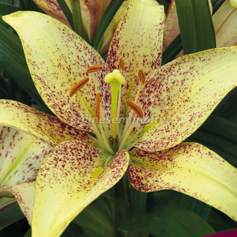 Лилия LA-гибрид 'Севеннес'