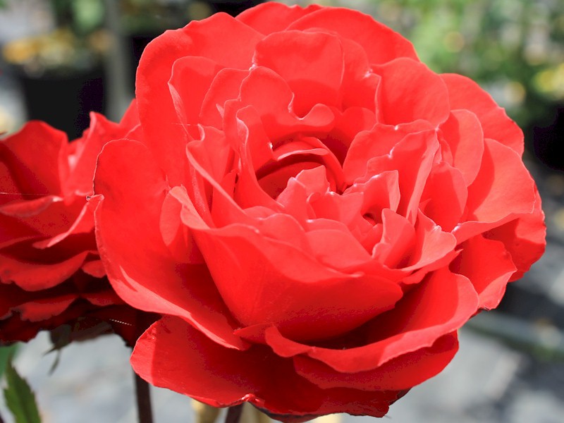 Роза 'Шалом' (флорибунда, шраб) (красная)