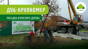 Посадка взрослого дерева. Дуб крупномер