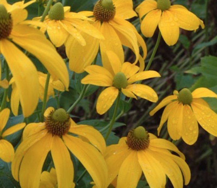 Рудбекия глянцевитая 'Хербстсонн'