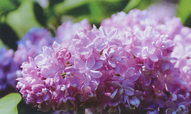 Сирень обыкновенная 'Андрей Громов' (голубовато-сиреневые)