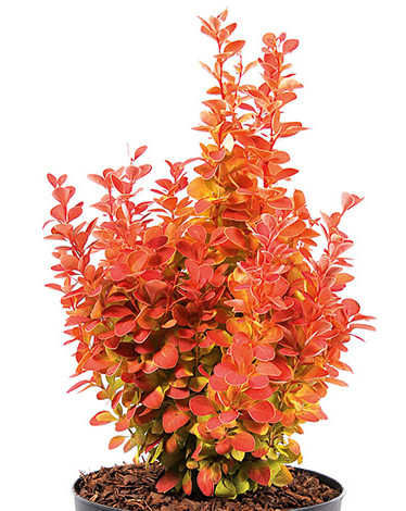 Барбарис Тунберга 'Оранж Айс'