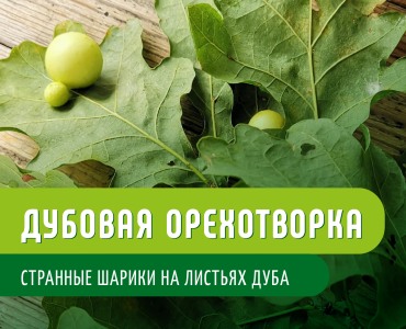 Наросты в виде шаров на листьях дуба это дубовая орехотворка, чем опасна и как бороться