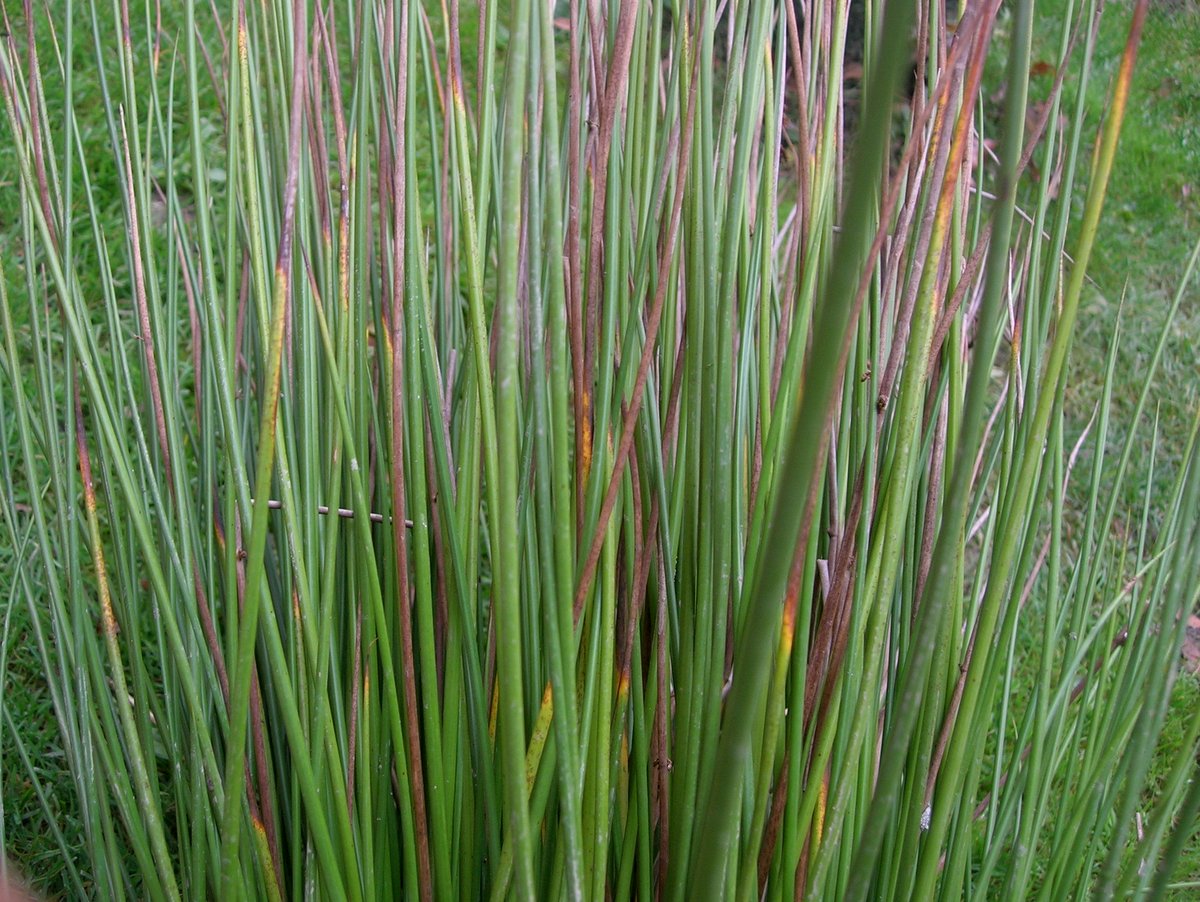 Семена Ситник