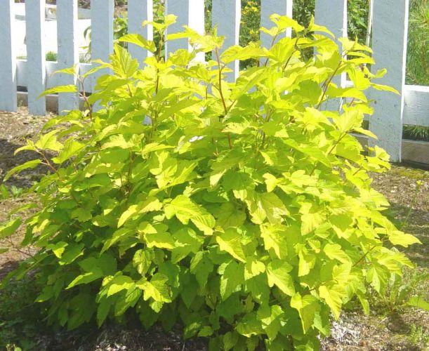 Пузыреплодник калинолистный 'Ауреа'