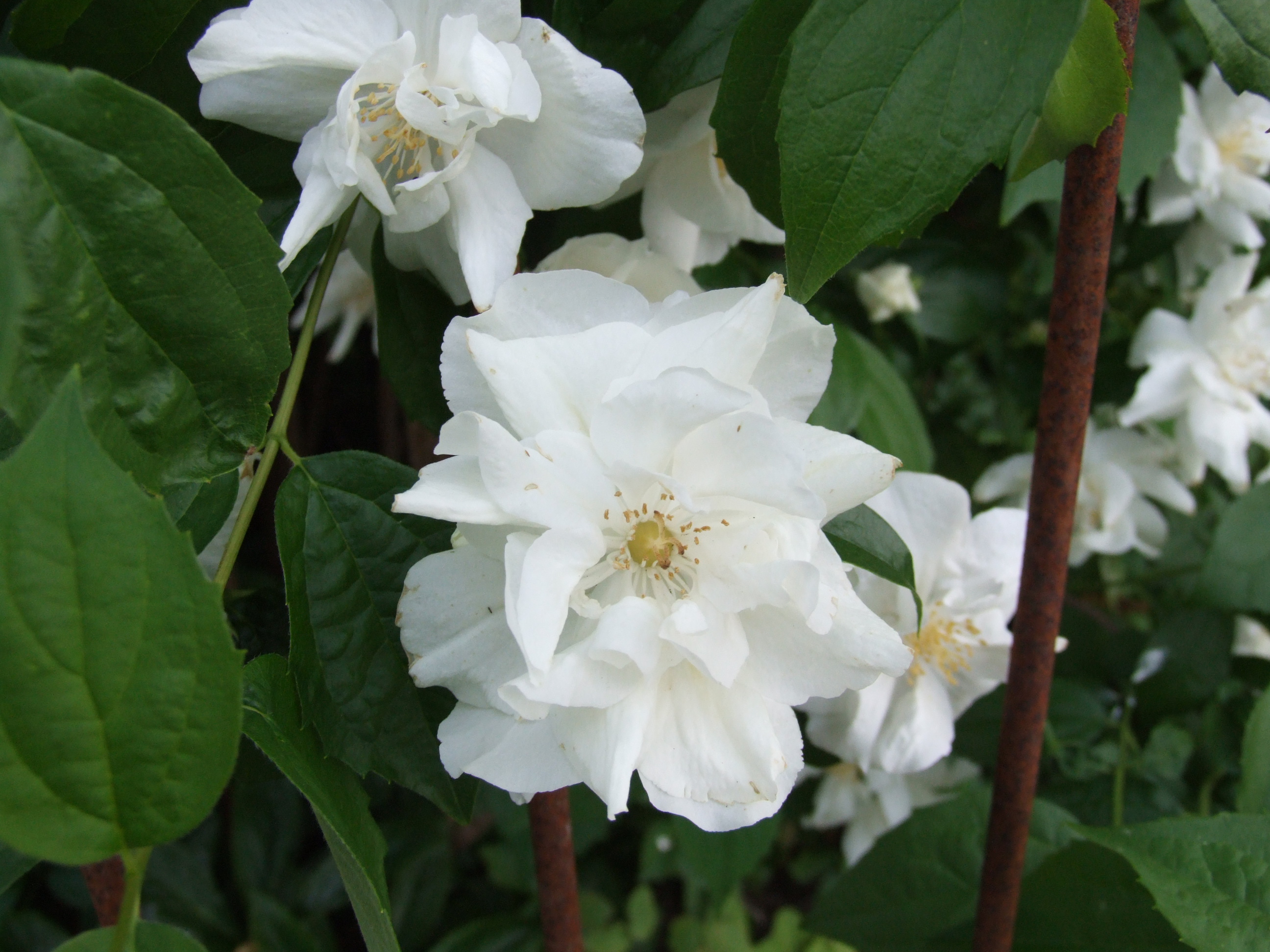 Чубушник 'Натчез'